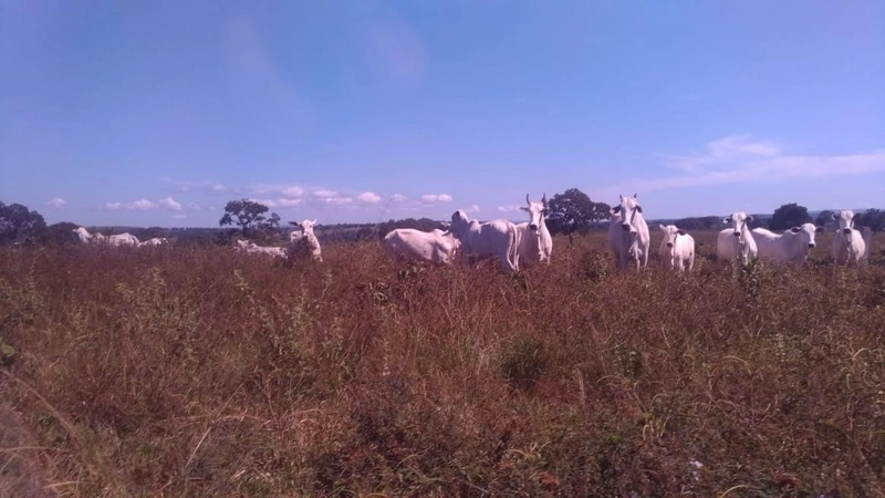 Fazenda Próxima a Rondonópolis.: 9ª foto da galeria de imagens do imóvel
