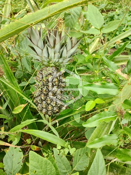 40ha interior de Chuvisca.: 15ª foto da galeria de imagens do imóvel