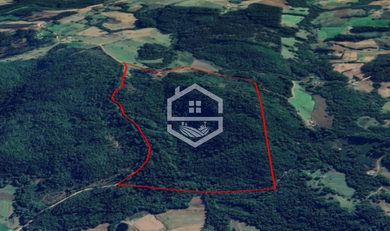 40ha interior de Chuvisca.: 3ª foto da galeria de imagens do imóvel