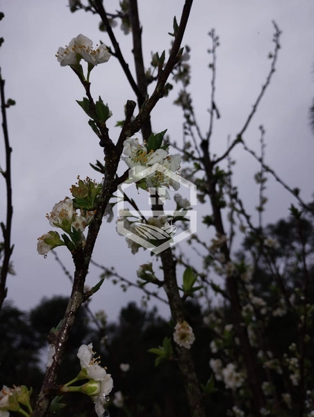 40ha interior de Chuvisca.: 19ª foto da galeria de imagens do imóvel