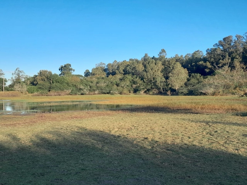 Área Rural para venda em Sentinela do Sul: 7ª foto da galeria de imagens do imóvel