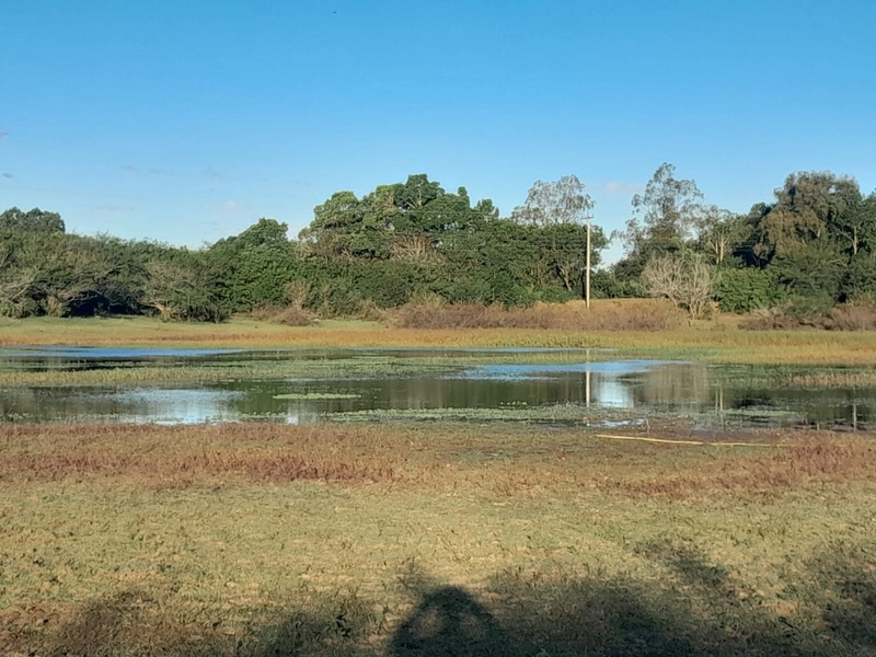 Área Rural para venda em Sentinela do Sul: 8ª foto da galeria de imagens do imóvel