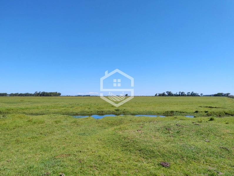 173ha de Campo e lavoura...: 31ª foto da galeria de imagens do imóvel