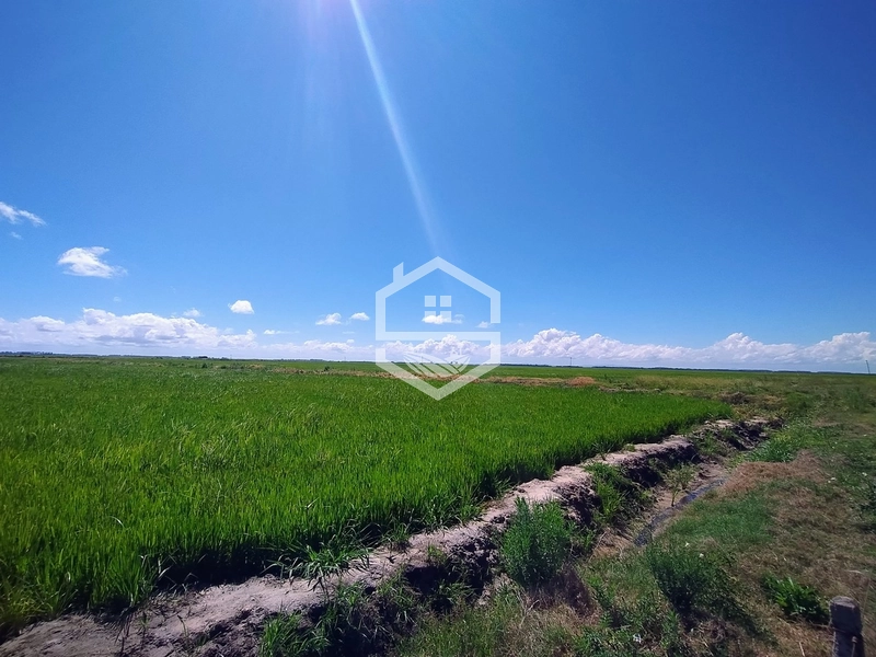 173ha de Campo e lavoura...: 5ª foto da galeria de imagens do imóvel