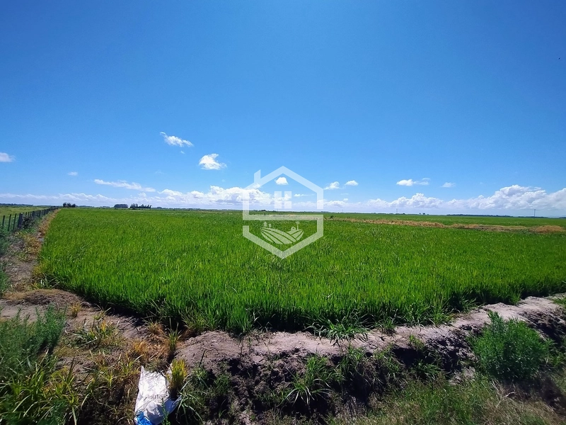 173ha de Campo e lavoura...: 4ª foto da galeria de imagens do imóvel