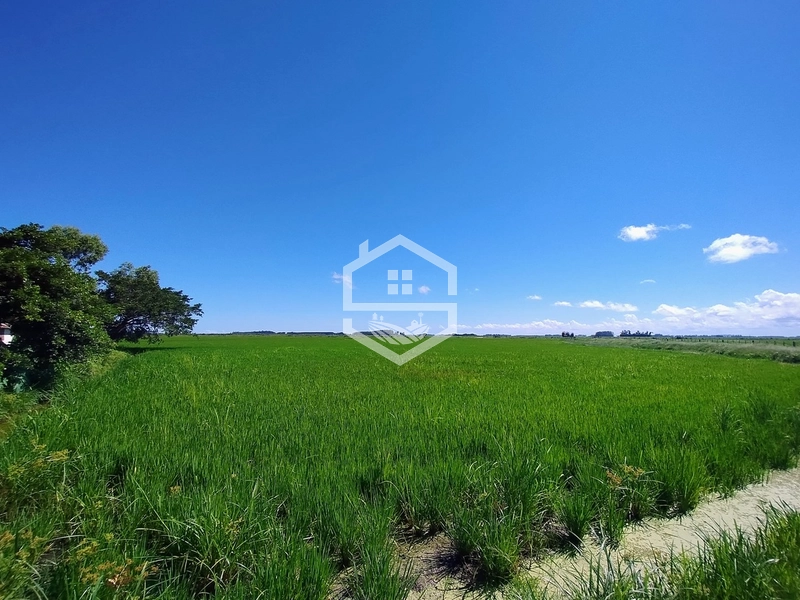 173ha de Campo e lavoura...: 2ª foto da galeria de imagens do imóvel