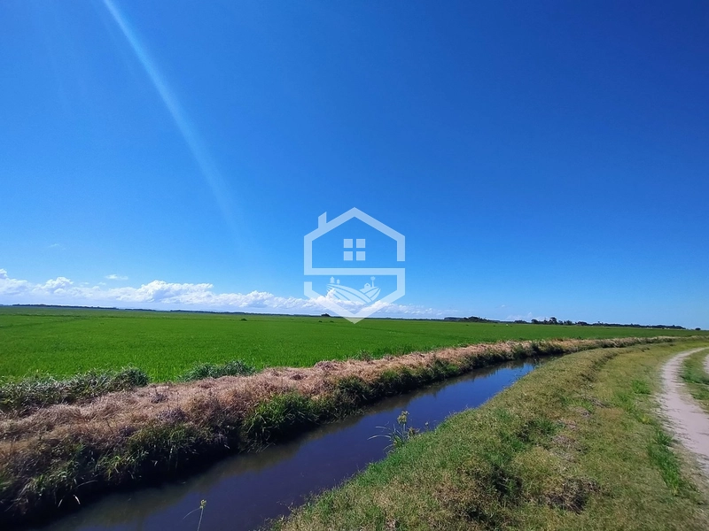 173ha de Campo e lavoura...: 25ª foto da galeria de imagens do imóvel