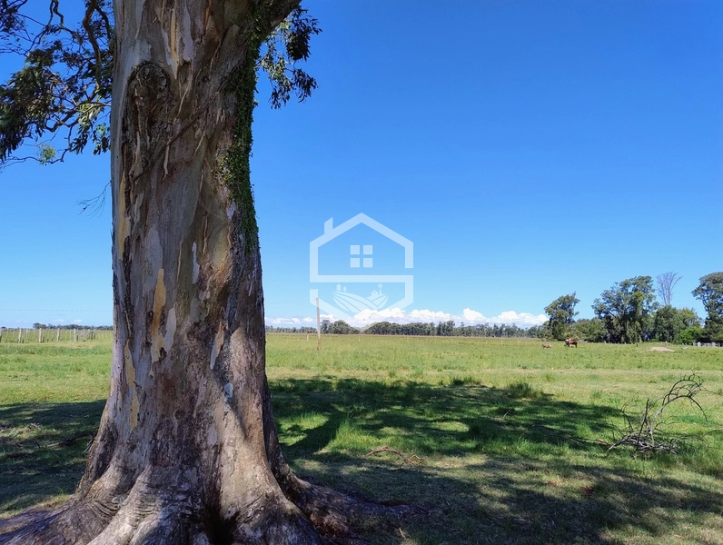 173ha de Campo e lavoura...: 16ª foto da galeria de imagens do imóvel