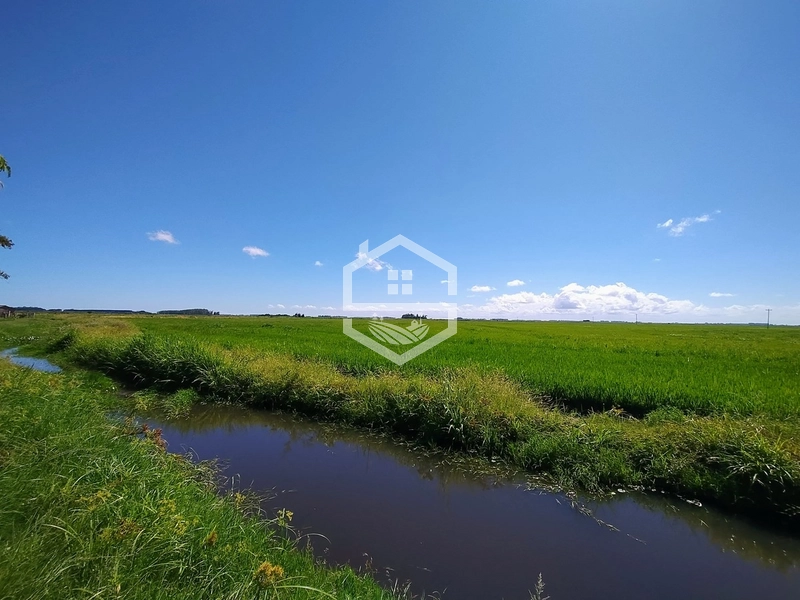 173ha de Campo e lavoura...: 19ª foto da galeria de imagens do imóvel