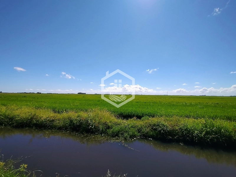 173ha de Campo e lavoura...: 18ª foto da galeria de imagens do imóvel