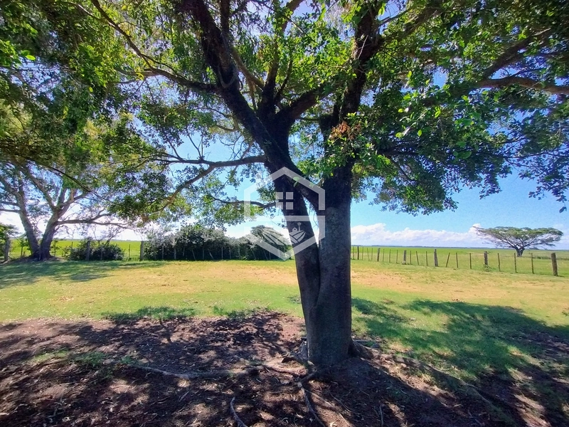 173ha de Campo e lavoura...: 11ª foto da galeria de imagens do imóvel