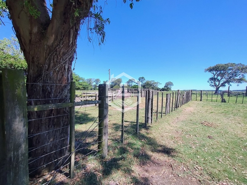 173ha de Campo e lavoura...: 13ª foto da galeria de imagens do imóvel