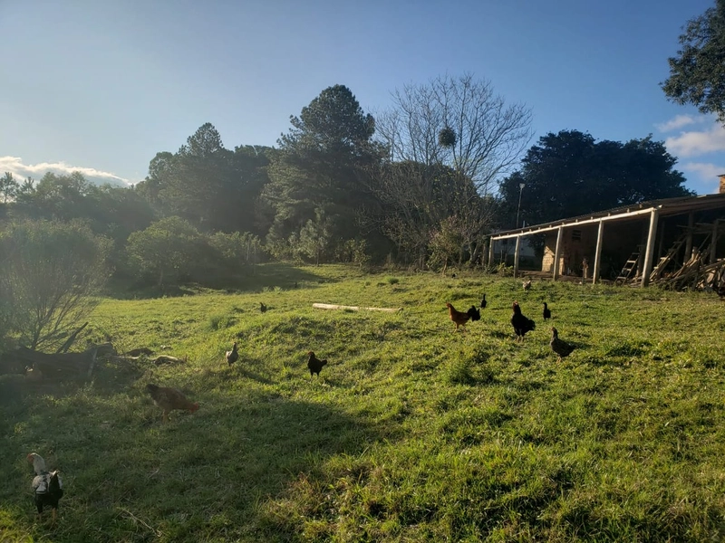 Área Rural para venda em Camaquã: 5ª foto da galeria de imagens do imóvel