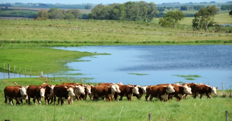 Área de múltiplas Aptidões!: 9ª foto da galeria de imagens do imóvel