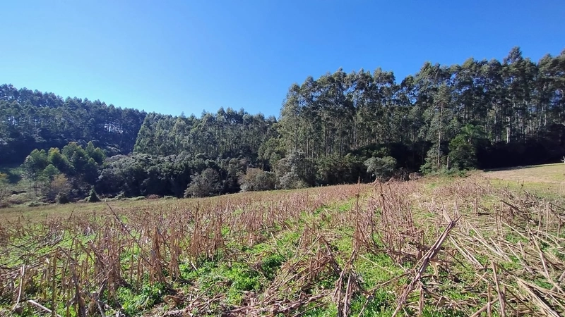 Boa oportunidade para fumicultura no interior da Chuvisca!: 2ª foto da galeria de imagens do imóvel