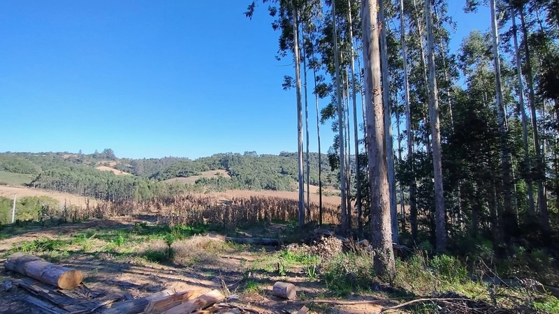 Boa oportunidade para fumicultura no interior da Chuvisca!: 1ª foto da galeria de imagens do imóvel