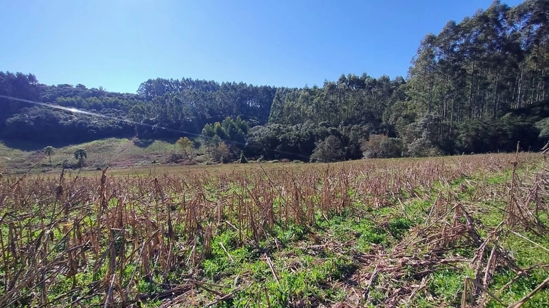 Boa oportunidade para fumicultura no interior da Chuvisca!: 4ª foto da galeria de imagens do imóvel