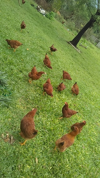 Chácara á 10km da cidade.: 3ª foto da galeria de imagens do imóvel