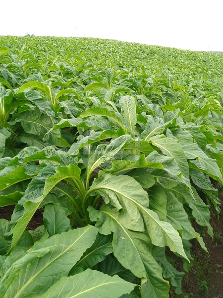 SÍTIO PRÓXIMO A CAMAQUÃ - FÁCIL ACESSO.: 3ª foto da galeria de imagens do imóvel