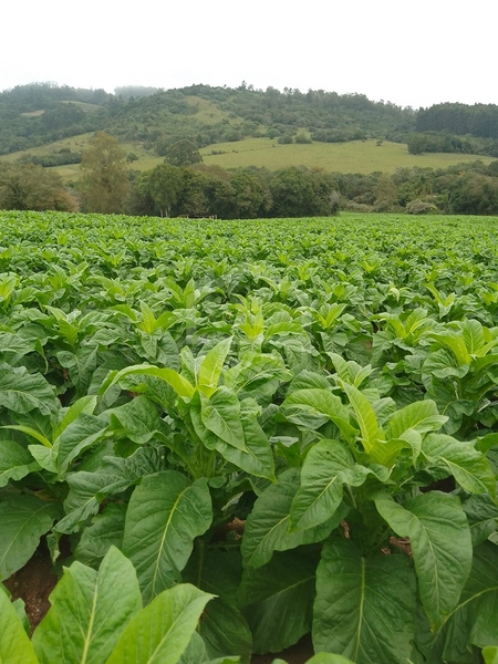 SÍTIO PRÓXIMO A CAMAQUÃ - FÁCIL ACESSO.: 1ª foto da galeria de imagens do imóvel