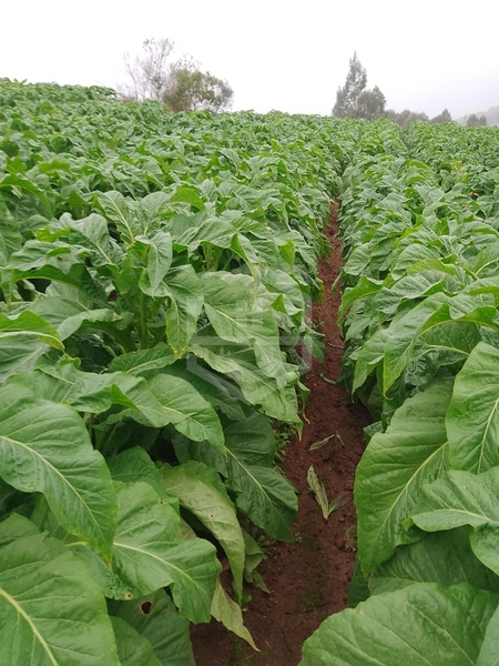 SÍTIO PRÓXIMO A CAMAQUÃ - FÁCIL ACESSO.: 2ª foto da galeria de imagens do imóvel