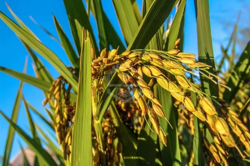 ÁREA PARA ARROZ FRENTE PARA BR116: 3ª foto da galeria de imagens do imóvel