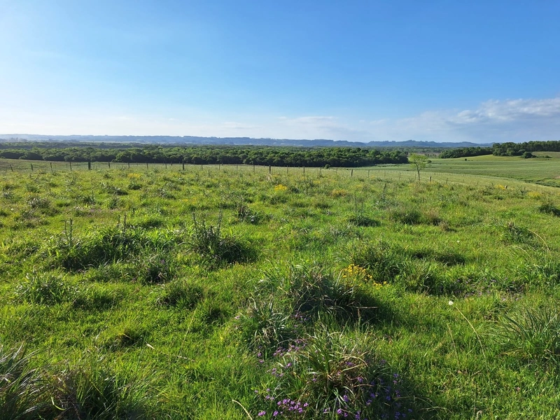 Área com 130ha em Cristal.: 8ª foto da galeria de imagens do imóvel