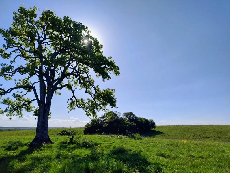 Área com 130ha em Cristal.: 1ª foto da galeria de imagens do imóvel
