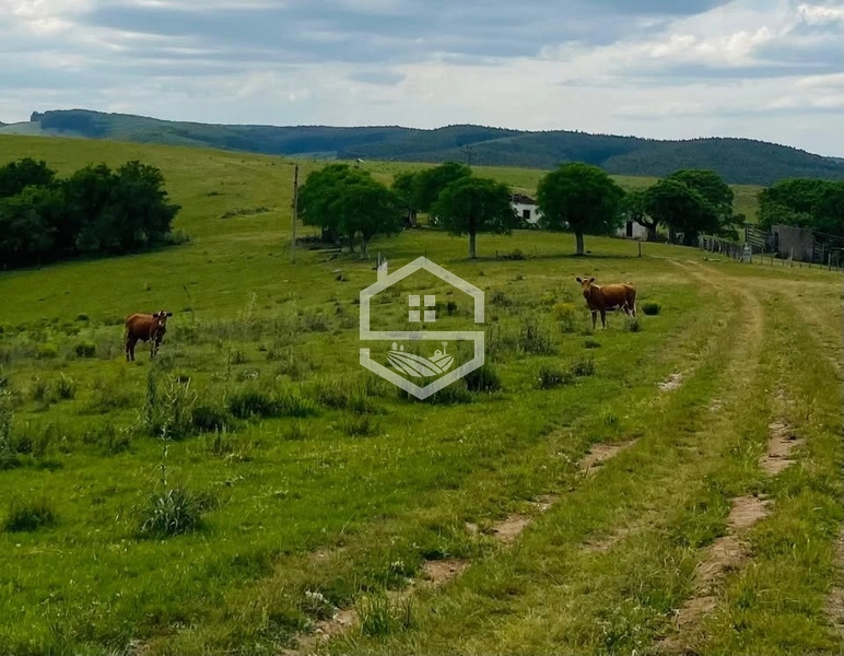 526ha na região sul do RS.: 12ª foto da galeria de imagens do imóvel