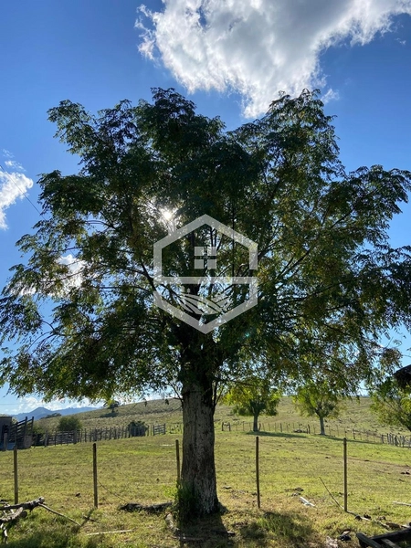 526ha na região sul do RS.: 16ª foto da galeria de imagens do imóvel