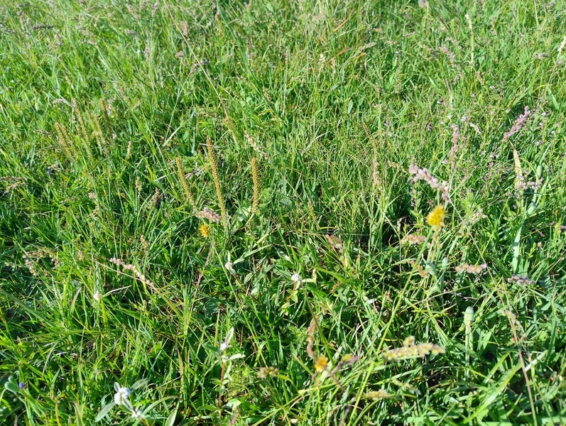 Campo a 03minutos do asfalto!: 9ª foto da galeria de imagens do imóvel