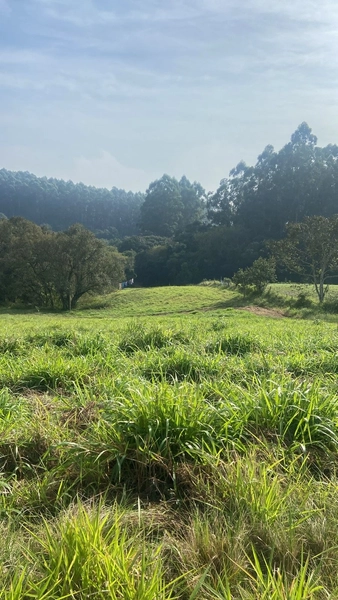 Sitio 12km do centro de Camaquã.: 1ª foto da galeria de imagens do imóvel