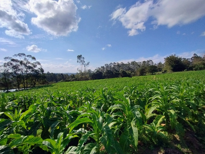 Chácara 11ha.: 4ª foto da galeria de imagens do imóvel