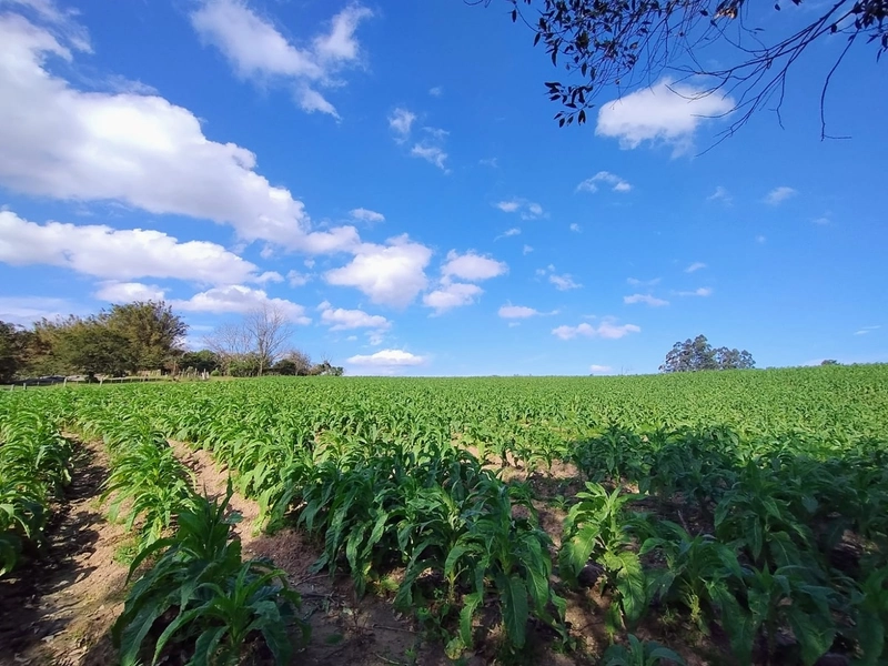 Chácara 11ha.: 2ª foto da galeria de imagens do imóvel