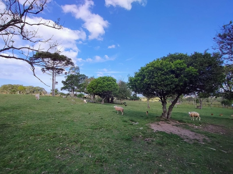 Chácara 11ha.: 24ª foto da galeria de imagens do imóvel