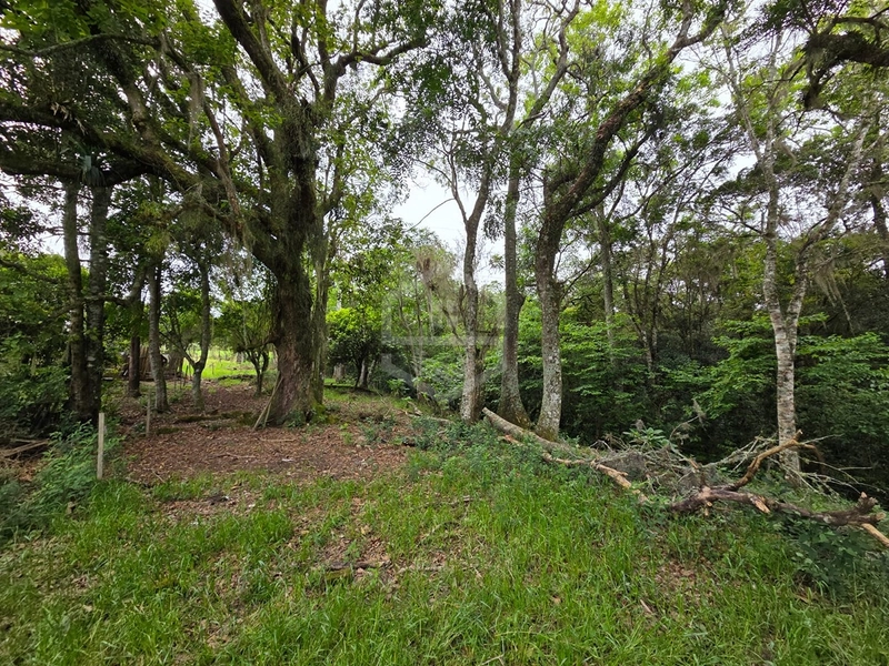  SÍTIO À VENDA | 3 HECTARES | 18 KM DE CAMAQUÃ: 2ª foto da galeria de imagens do imóvel