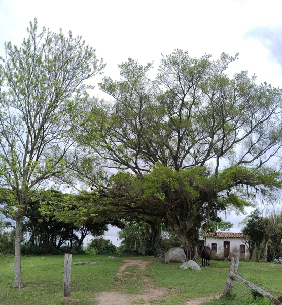 16,68ha em Santa Isabel.: 4ª foto da galeria de imagens do imóvel