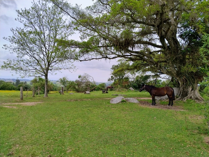 16,68ha em Santa Isabel.: 3ª foto da galeria de imagens do imóvel