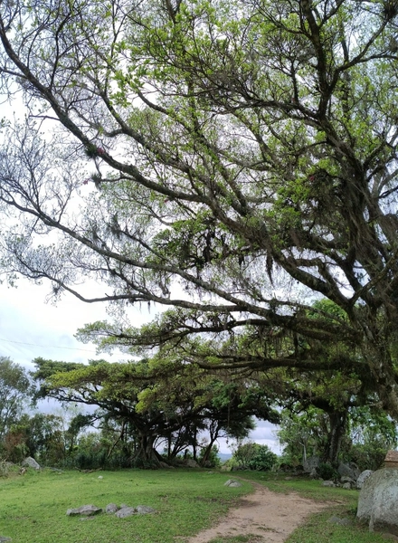 16,68ha em Santa Isabel.: 11ª foto da galeria de imagens do imóvel