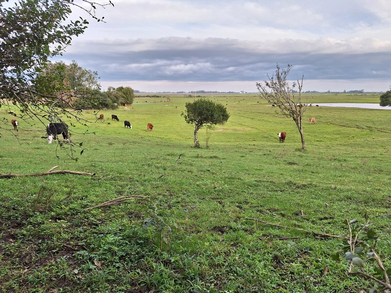 18ha as Margens da BR-116.: 2ª foto da galeria de imagens do imóvel