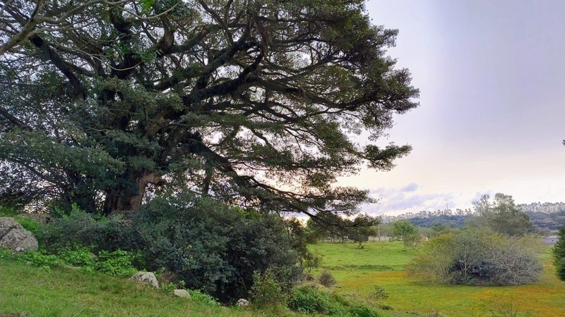 02ha com Estrutura para Eventos ou empresas.: 2ª foto da galeria de imagens do imóvel