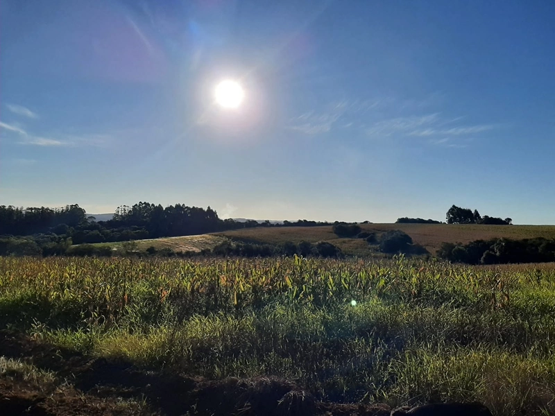 Área Rural para venda em Dom Feliciano: 3ª foto da galeria de imagens do imóvel