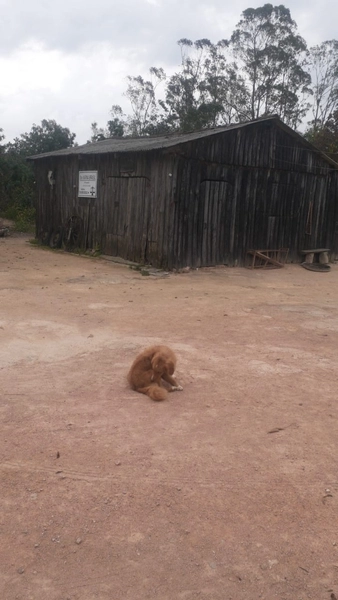 Chácara em Mariana Pimentel: 8ª foto da galeria de imagens do imóvel