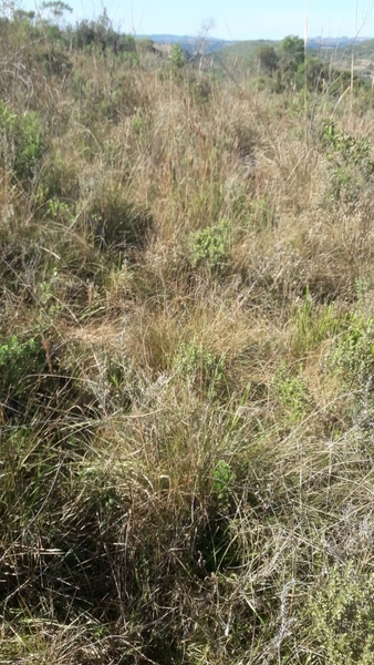 Fazenda em Caçapava 17km do asfalto.: 3ª foto da galeria de imagens do imóvel