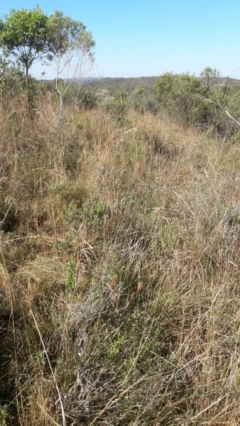 Fazenda em Caçapava 17km do asfalto.: 1ª foto da galeria de imagens do imóvel