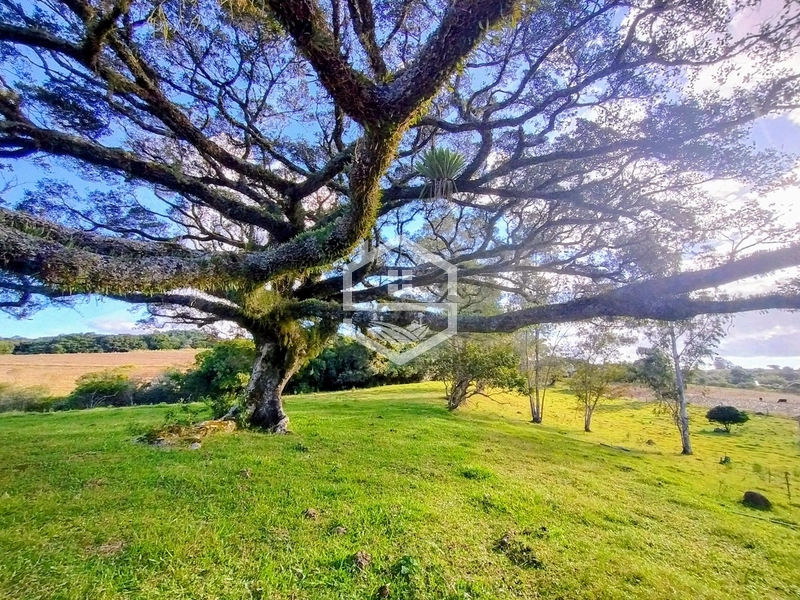 8,5ha interior de Camaquã.: 16ª foto da galeria de imagens do imóvel