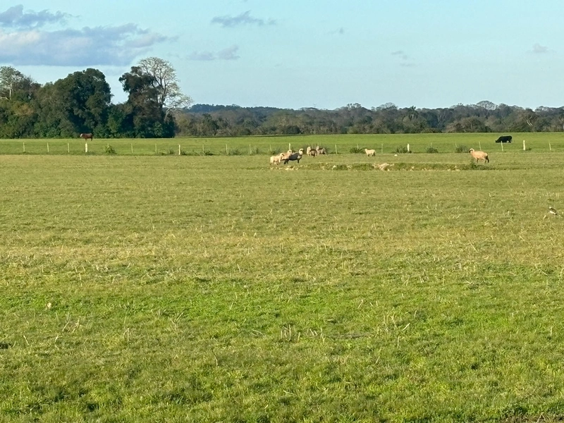 Fazenda interior de Cristal-RS: 13ª foto da galeria de imagens do imóvel