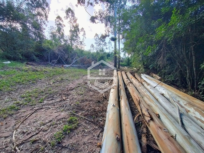 05ha no interior de Camaquã.: 4ª foto da galeria de imagens do imóvel