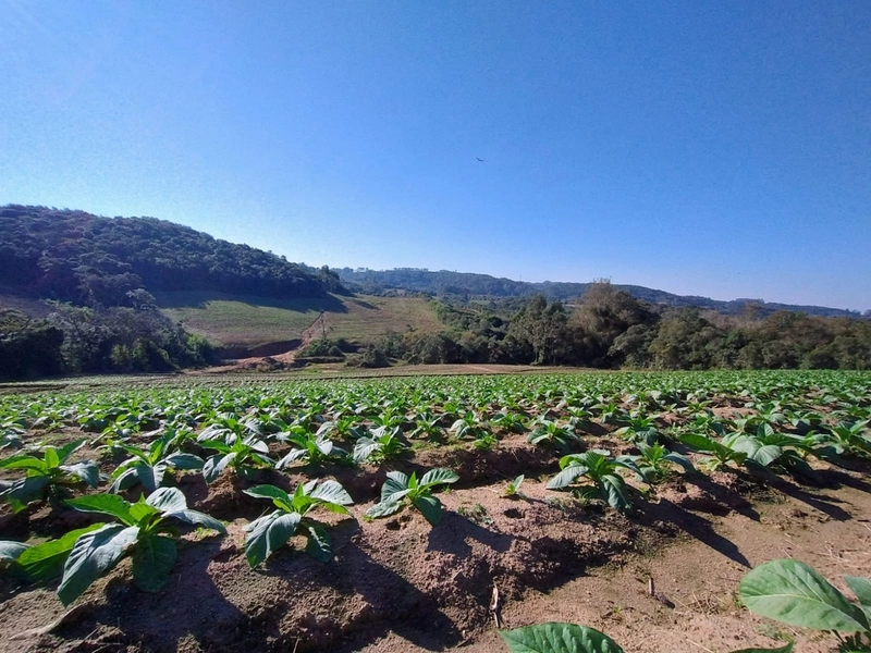 Sítio com Estrutura para produção de Tabaco!: 3ª foto da galeria de imagens do imóvel