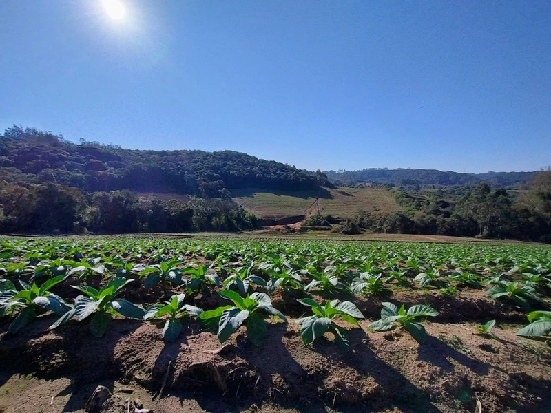 Sítio com Estrutura para produção de Tabaco!: 7ª foto da galeria de imagens do imóvel